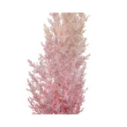 Ombré pink pampas grass