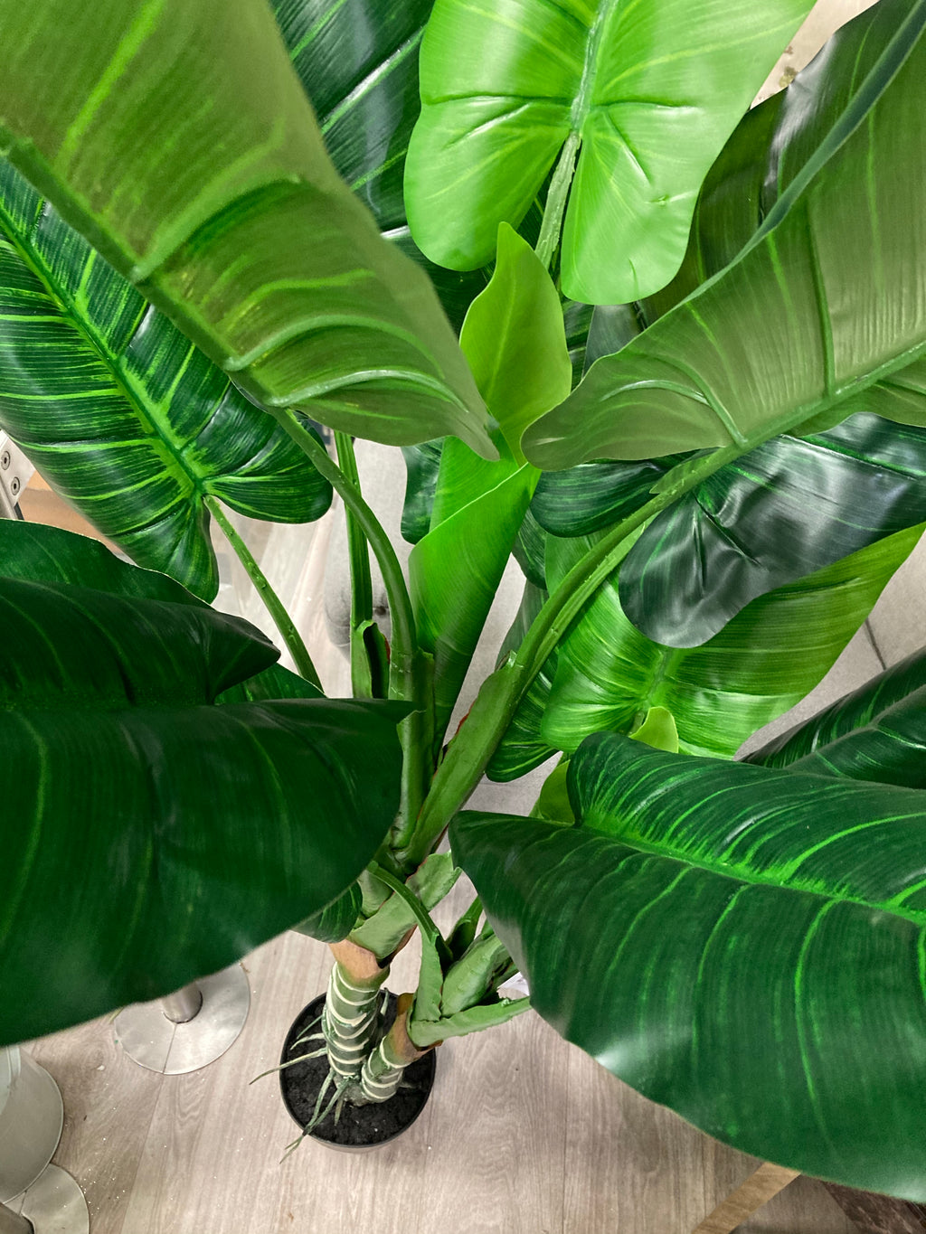 Parlour plant