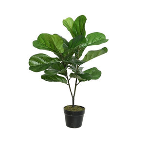 Fig tree in pot