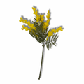 Mimosa spray