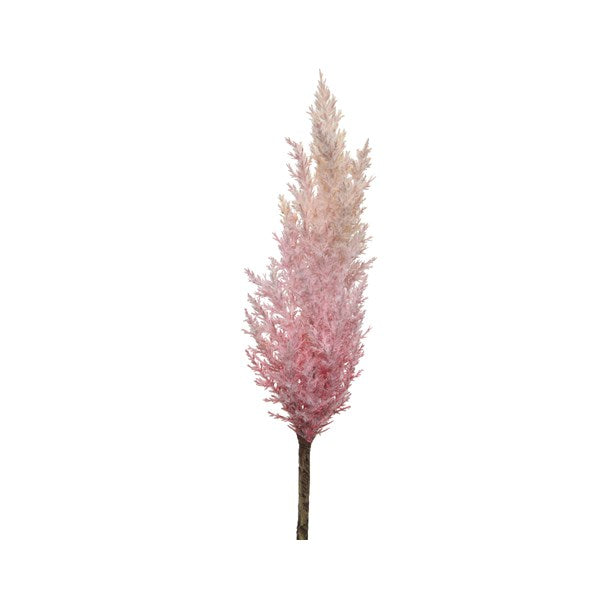 Ombré pink pampas grass