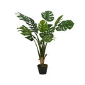 Monstera in pot
