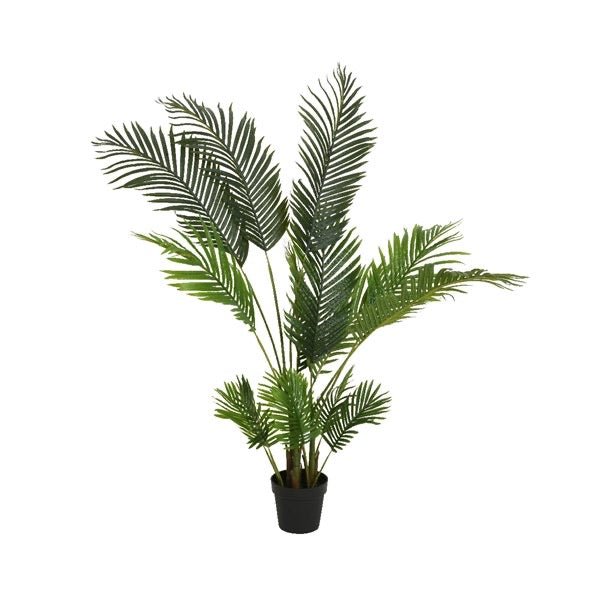 Palm tree in pot