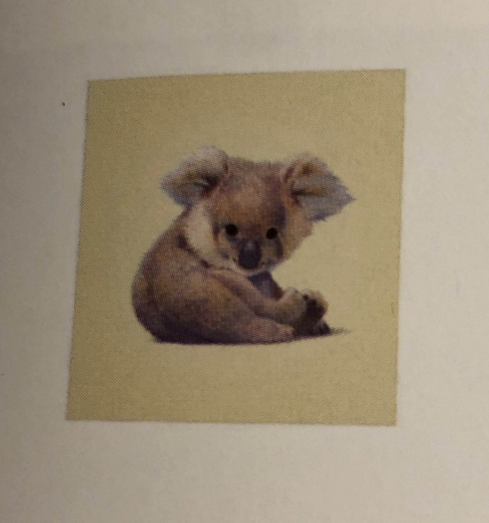 Baby Koala framed print