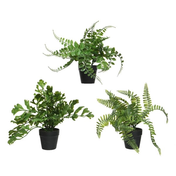 Mini potted fern (3 styles)