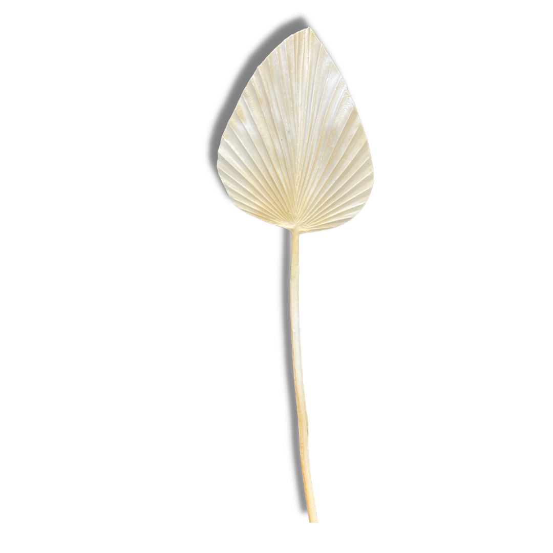 Cream palm leaf stem