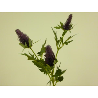 Thistle/Eryngium spray