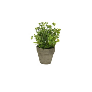 Plant in rustic grey pot