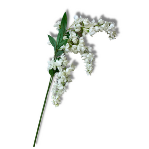 White wisteria stem